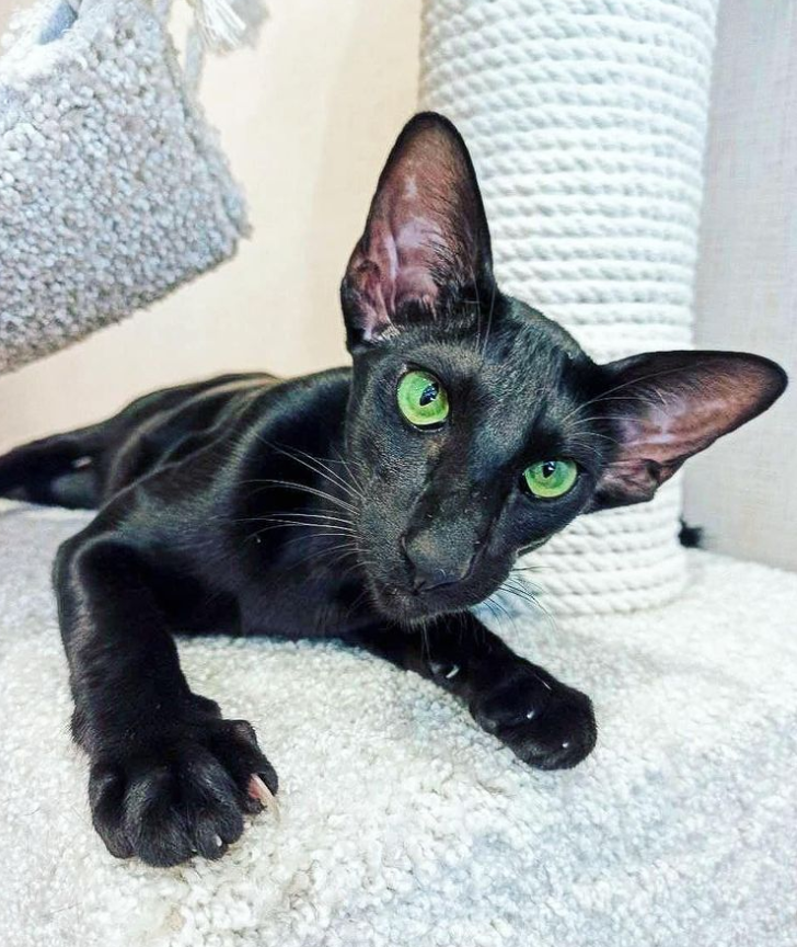 black oriental cat