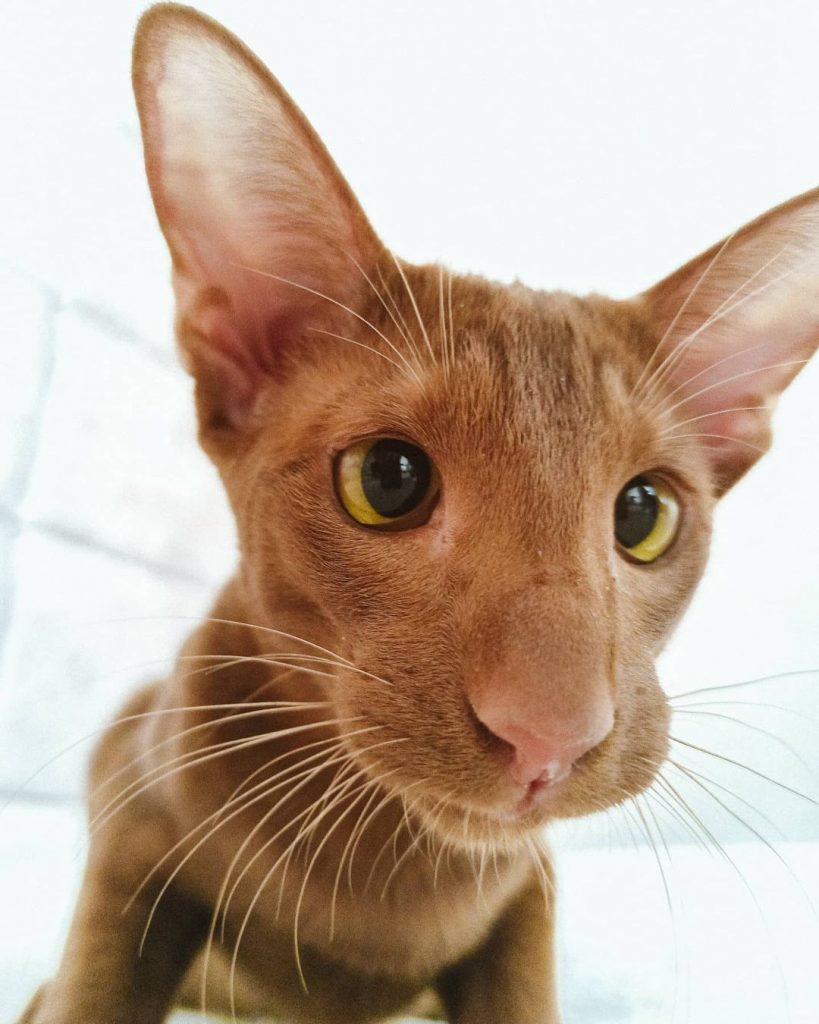 cinnamon oriental cat