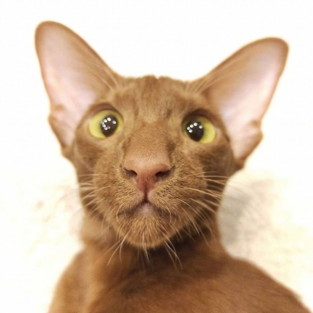 cinnamon oriental cat