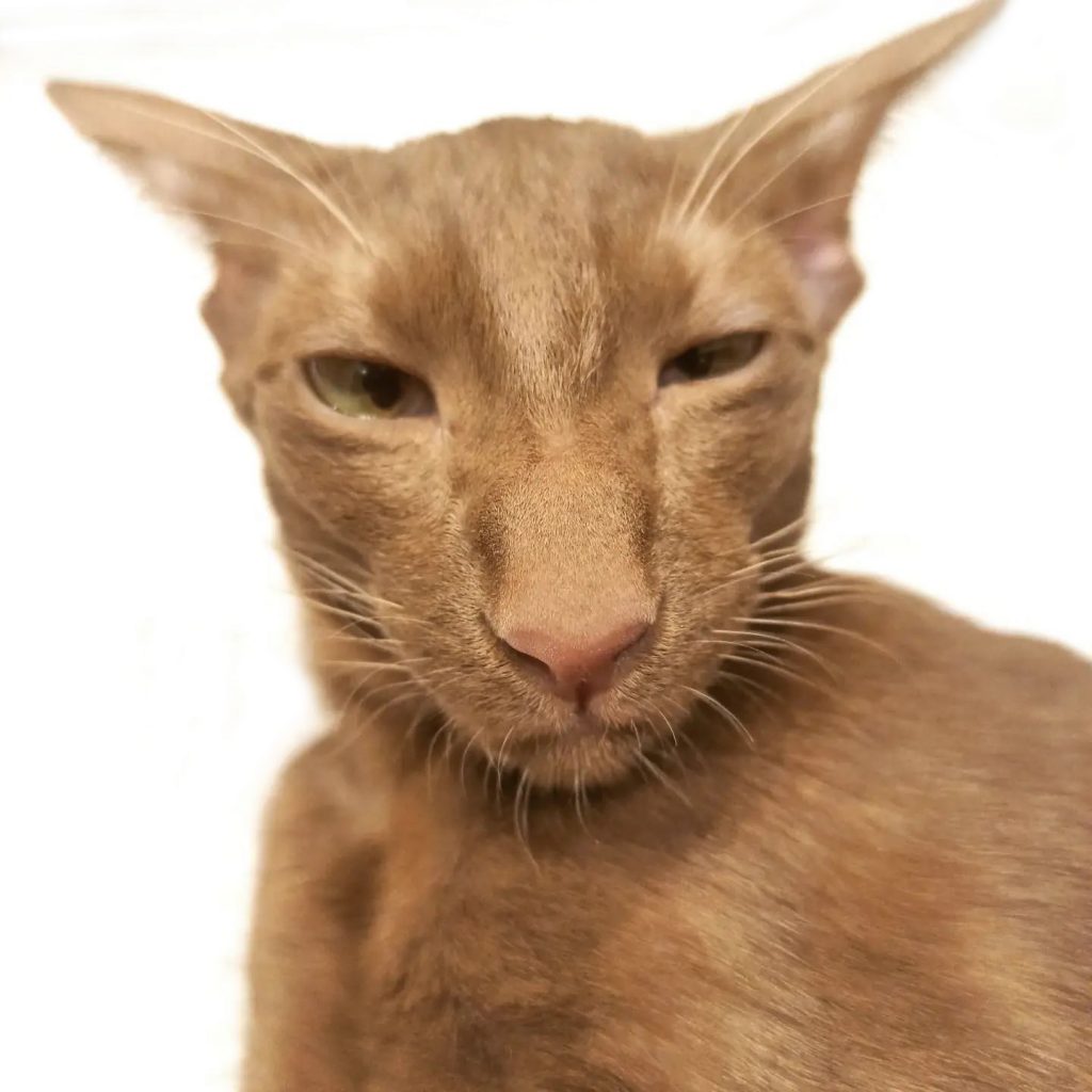 cinnamon oriental cat