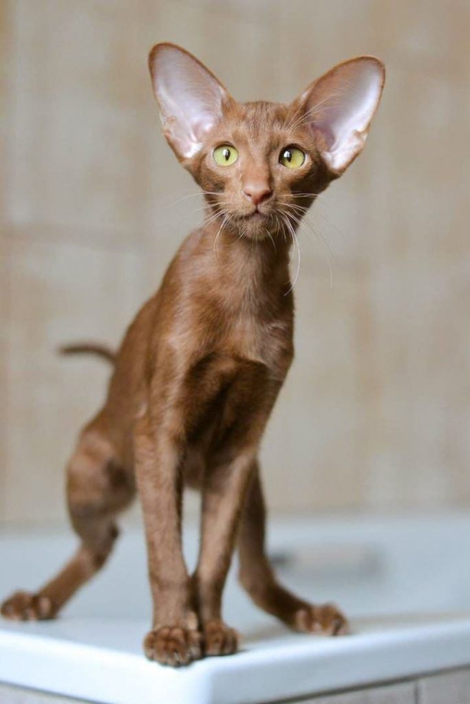 cinnamon oriental cat